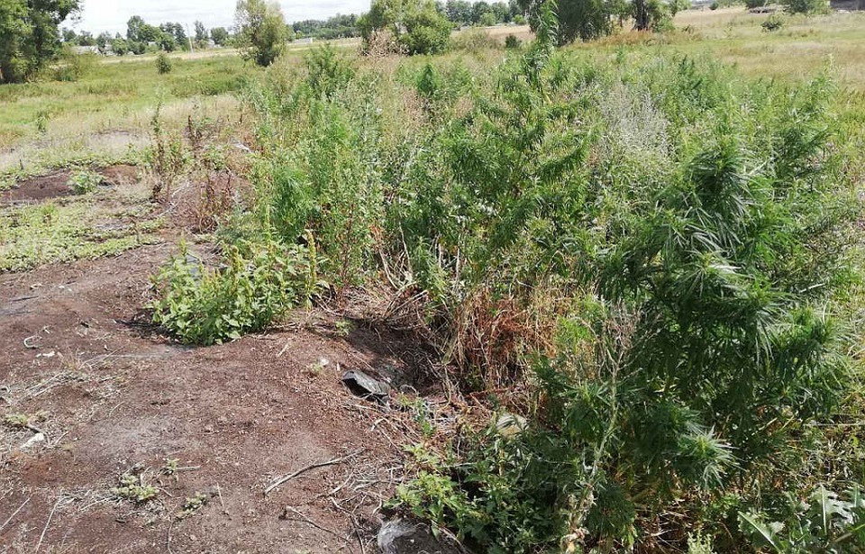Два поля конопли уничтожили в Березовском районе.
