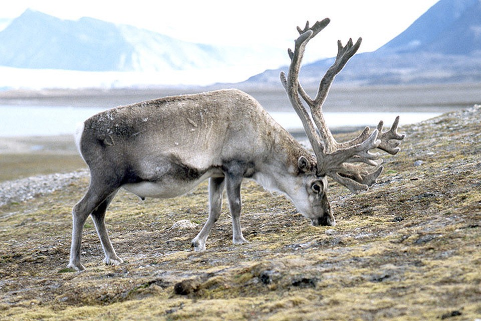 На Шпицбергене массово гибнут северные олени. Фото: с сайта inaturalist.org