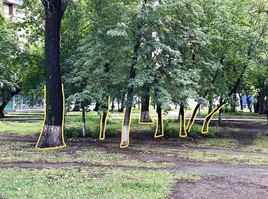 Эти деревья хотят срубить ради благоустройства сквера. Фото: Челябинский урбанист