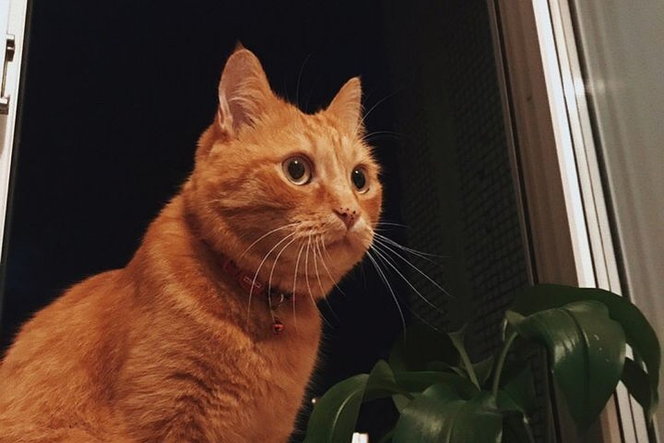Убитого кота нашли в мусорном баке. Фото: https://vk.com/akadem54
