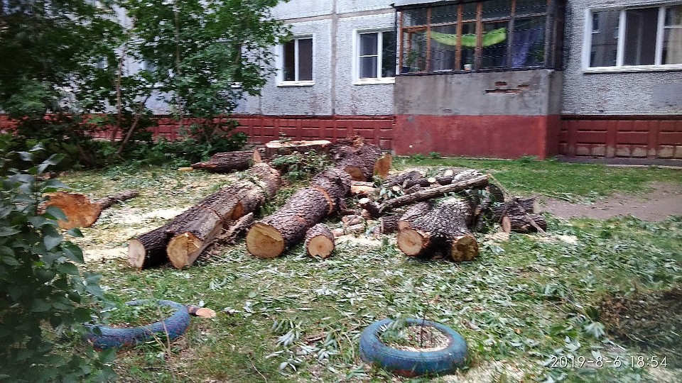 Деревья спилили только через несколько дней.