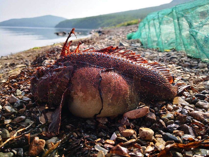 Рыбу опознали - это волосатая рогатка, или морская ворона. Фото: Надежда Чжан