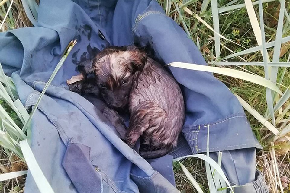 Щенка, который упал в смолу, спасли в Волковыске. Фото: "Наш час".