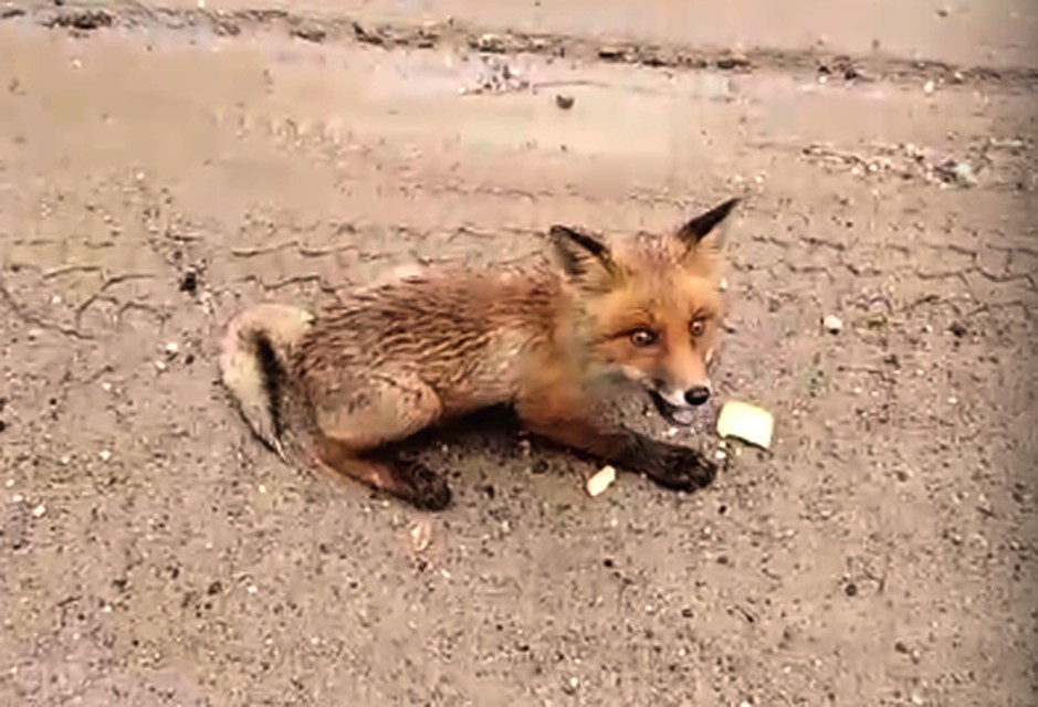 Фото - скрин с видео