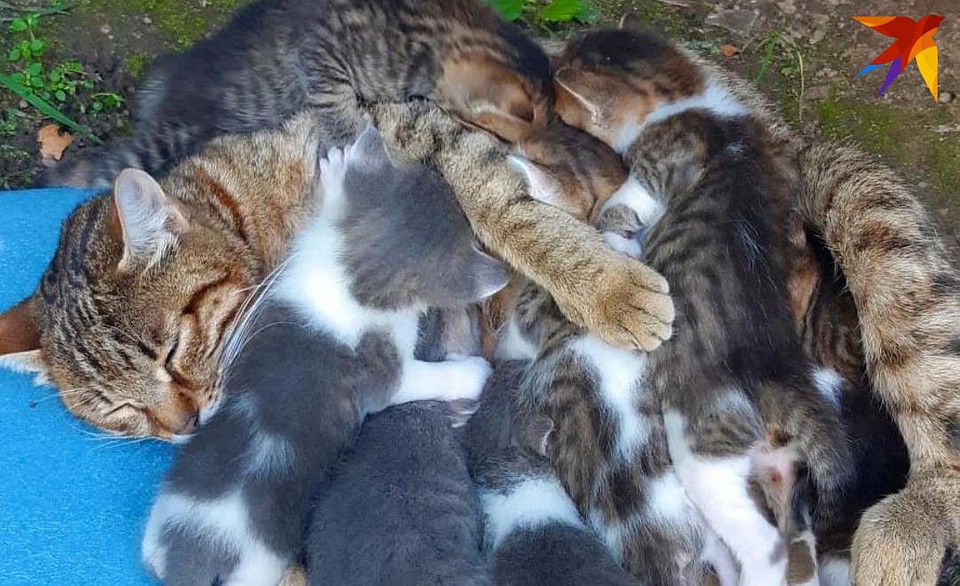 Выброшенную кошку с котятами нашли в одном из дворов в Уручье. Фото предоставлено героем материала