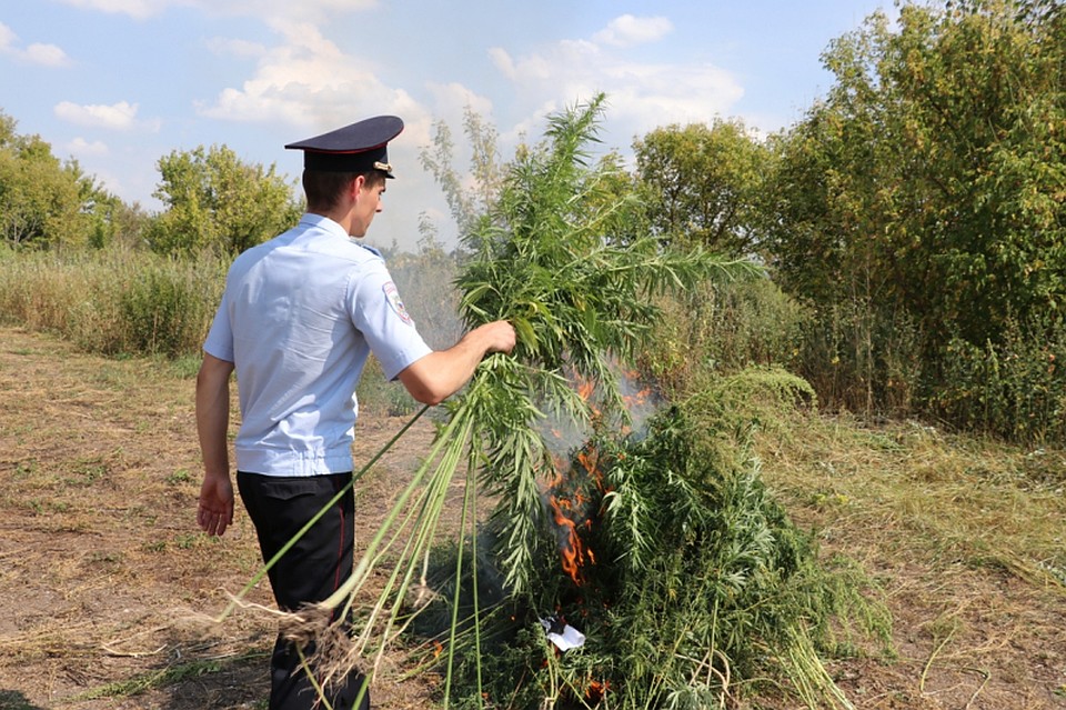 Растения сожгли на месте