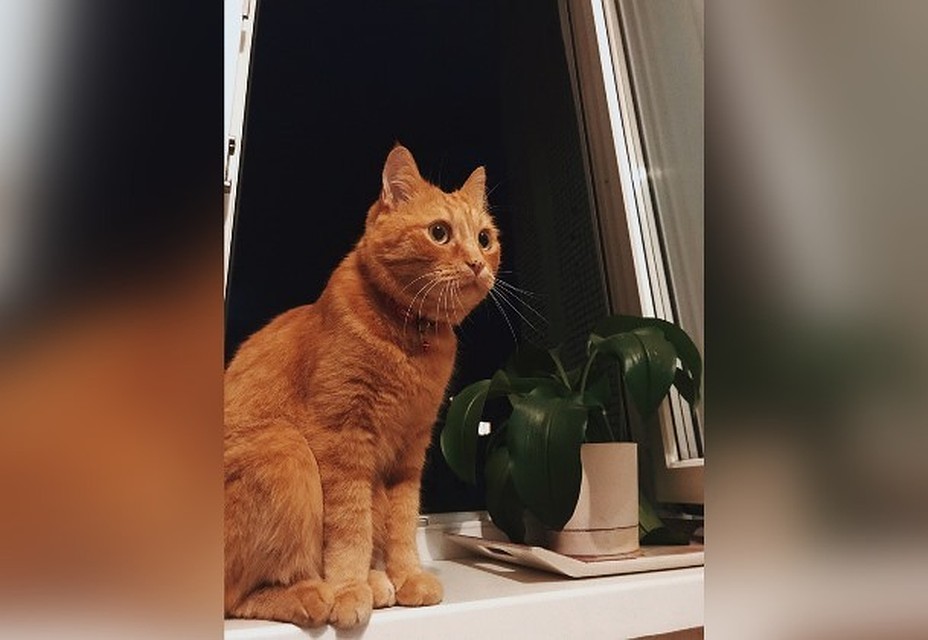Школьница, которую считают живодеркой, утверждает, что к коту Моте не притронулась. Фото: vk.com/public185264399