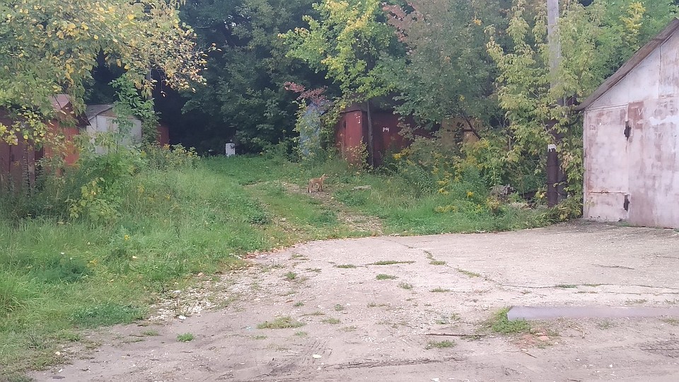 Лиса на улице Красносельской