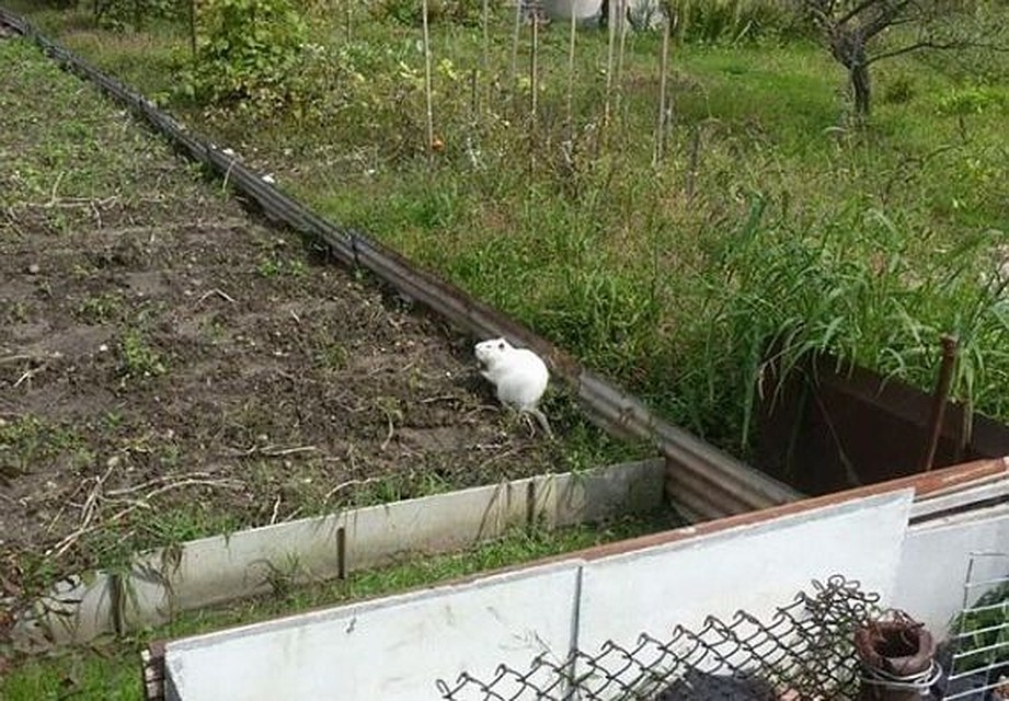 Редкий зверек стал причиной дискуссий. Фото:Dpskontrol_125rus