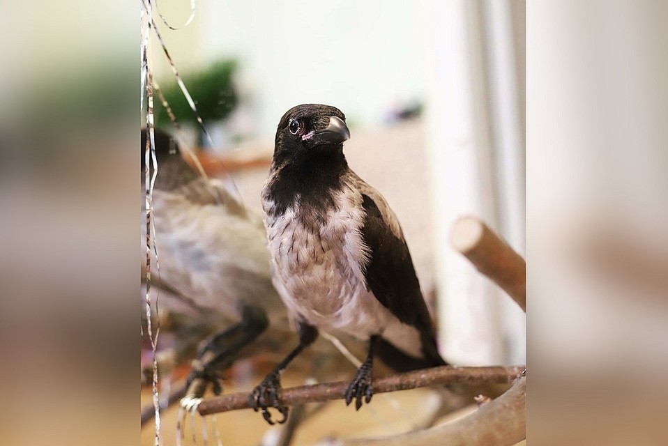 Аркелл несмотря на отсутствие одно крыла, ведет себя достаточно уверенно. Фото: instagram.com/iguana_and_crow
