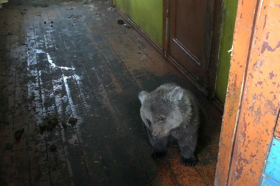 Медвежонка долго держали на привязи, кормив только водой и хлебом. Фото: Оксана Анчишкина