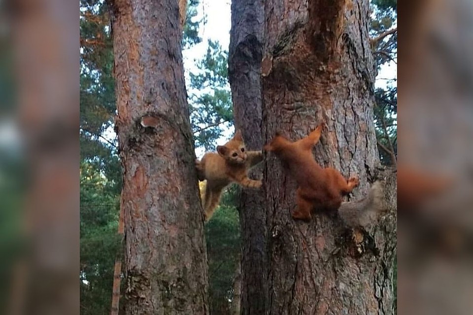 Забавный кадр со зверьками взорвал соцсети. Фото: instagram.com/novosibirsk_insta.