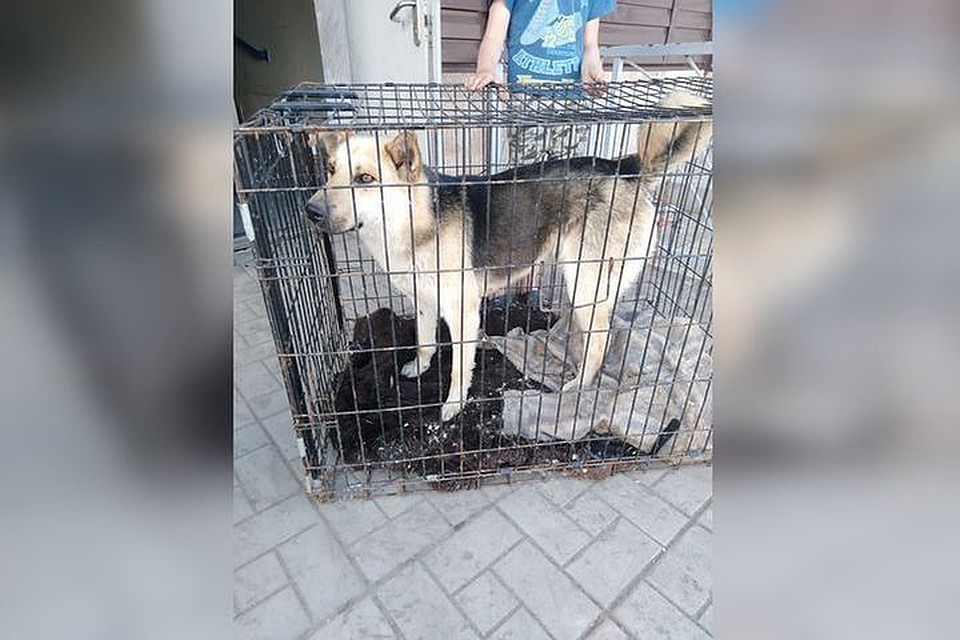 Этого пса любили и знали все местные жители. Фото: Ольга Колесникова