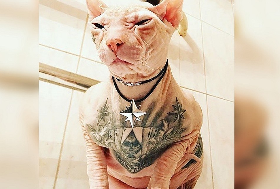 Кота по кличке Бес ищут уже третьи сутки. Фото: Кот Бес в Instagram