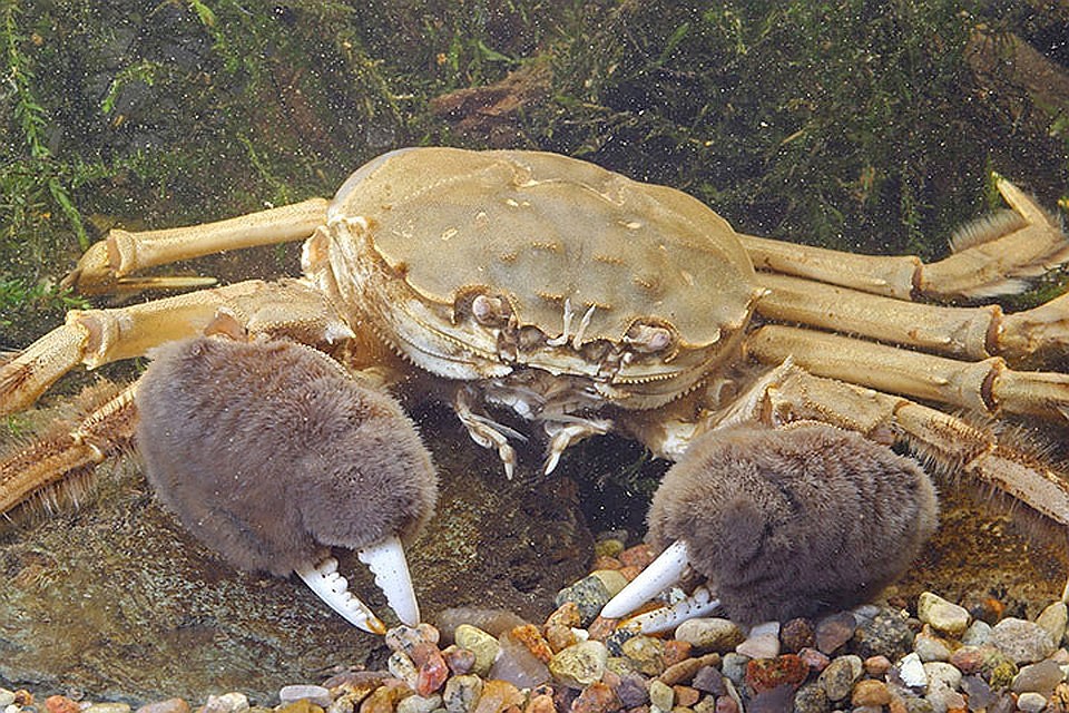 Латвия переживает нашествие чужеродных видов фауны. Фото: с сайта ZooPicture.ru
