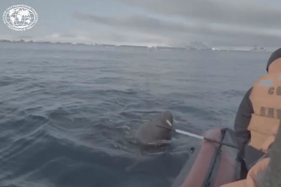 Разъяренного моржа пришлось отгонять веслами. Фото: скриншот видео