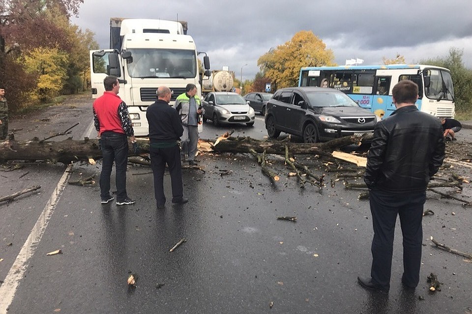 Упавшее из-за шторма дерево перекрыло выезд из Ленсоветовского в Петербурге