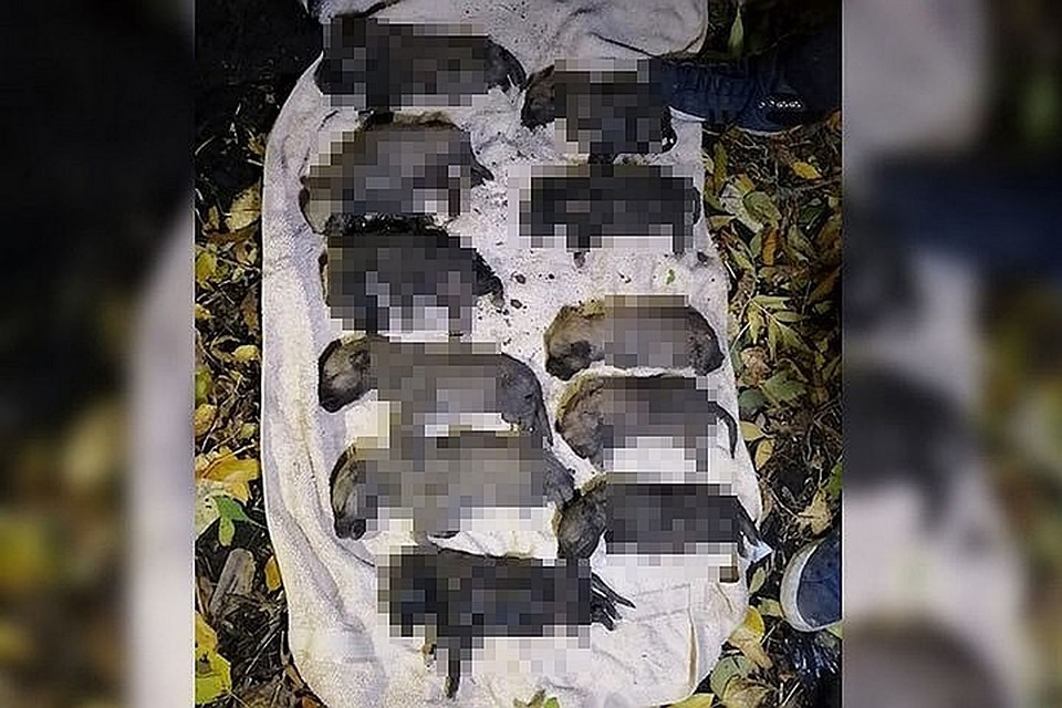 Фотографию мертвых щенят начала распространять зоощитница Светлана Кондрашова