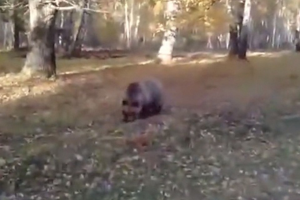 фото: скриншот видео