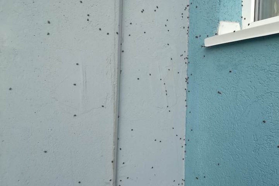 Добрались до седьмого этажа: божьи коровки атаковали Кемерово. ФОТО: Анна Позолотина