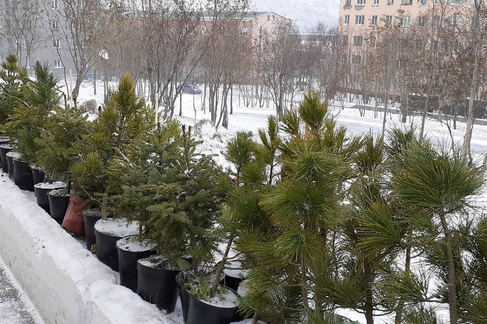 Местная спортивная школа сделала "зеленый" подарок городу