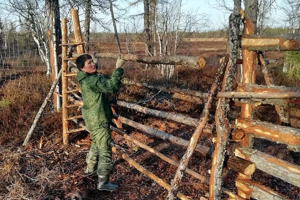 На Ямале строят изгороди для экспериментального содержания оленей Фото: yanao.ru