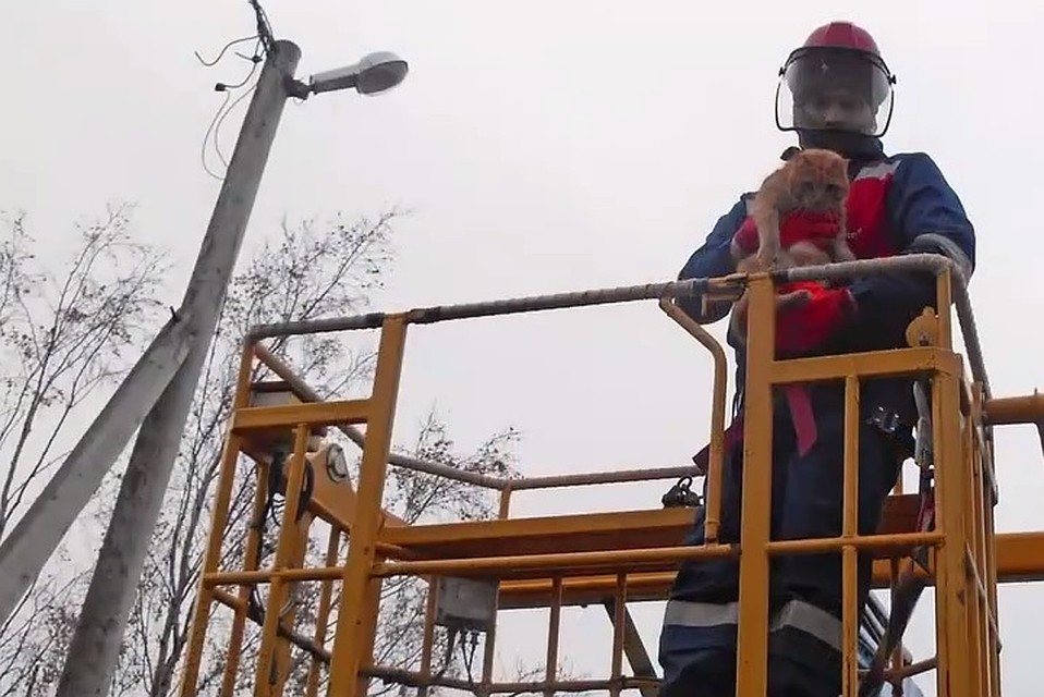 В Ленобласти энергетики сняли рыжего кота с высокого фонаря. Фото: «Россети Северо-Запад».