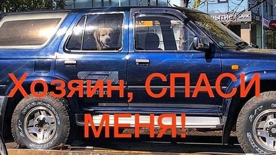 Собаку вместе с авто погрузили на эвакуатор