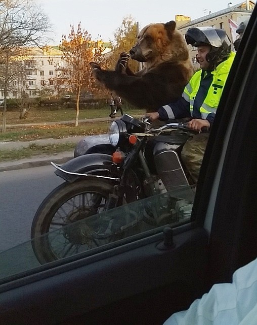 По улицам Орла катали медведя на мотоцикле. Фото: соцсети vk.com/konubri