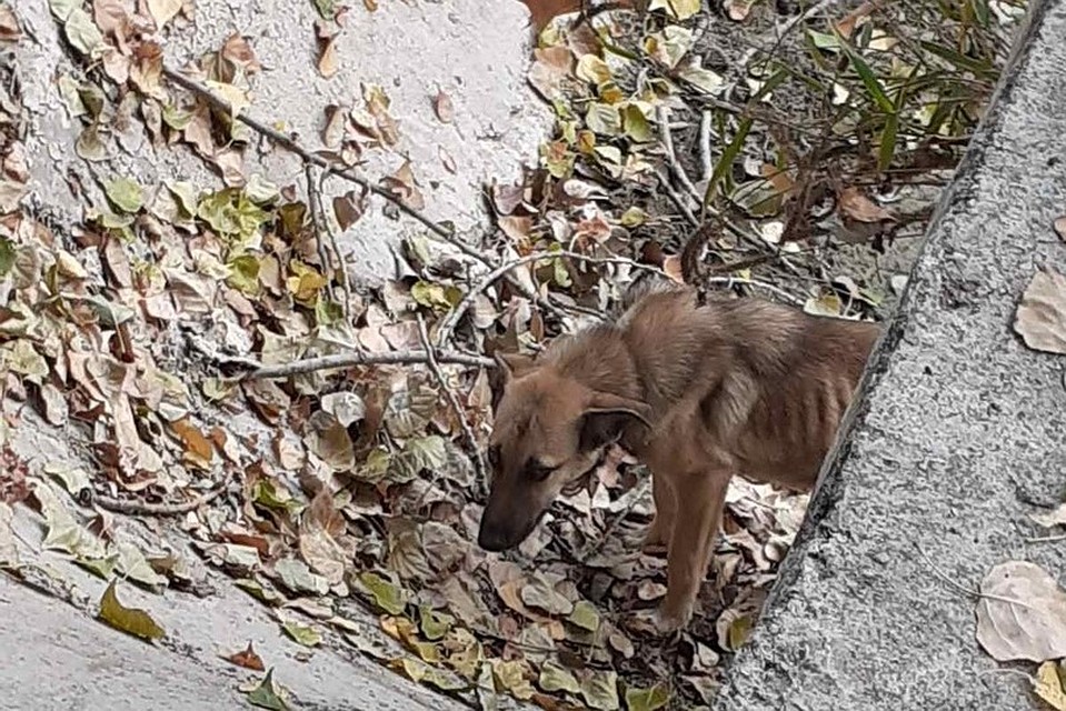 Альма ждала своих хозяев, которые ее вывезли и бросили. Фото: Алена Самсон/ Группа помощи БЕЗДОМНЫМ животным «БЕЛЫЙ ТИГР»/VK