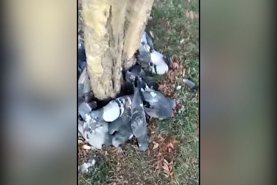 Голуби выложены по кругу. Фото: «NSK456, Юбилейный, Снегири, Родники, Новосибирск»