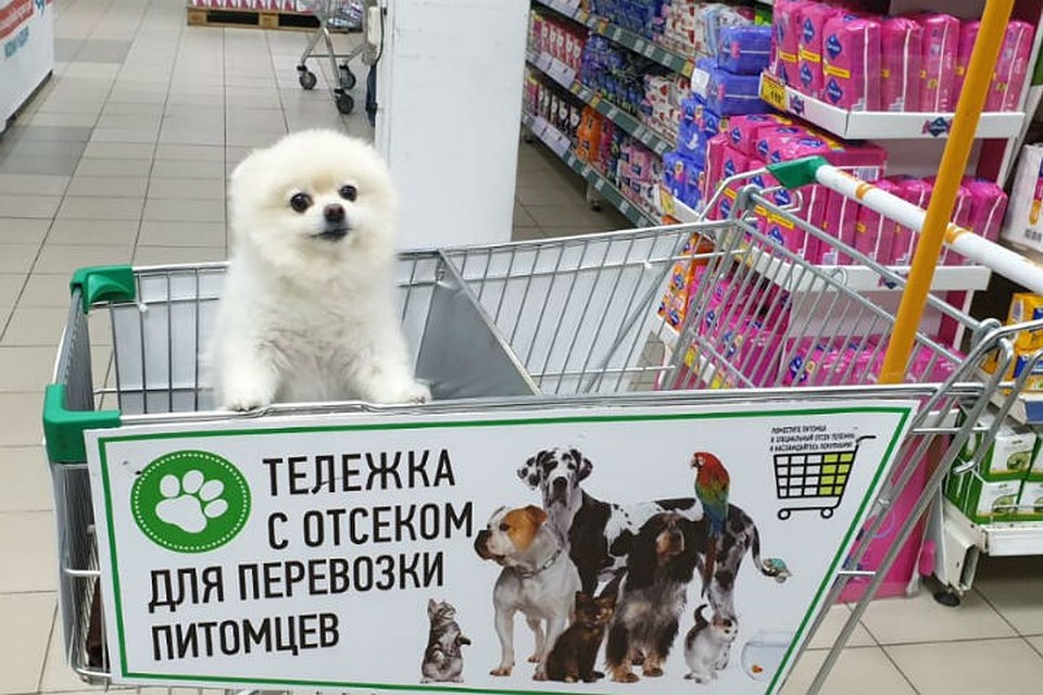 Зоотележка с питомцем Фото: пресс-служба сети супермаркетов «Командор»
