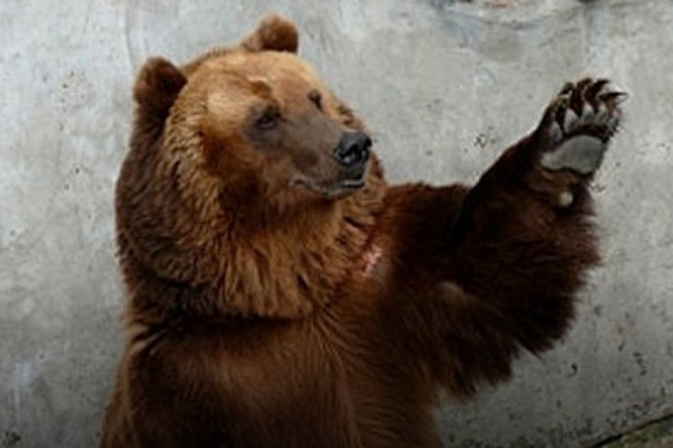 Нарушения создавали угрозу безопасности и жизни посетителей зоопарка
