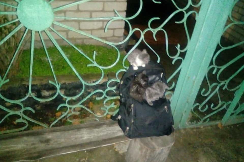 Рюкзак с котятами приняли за взрывоопасный предмет