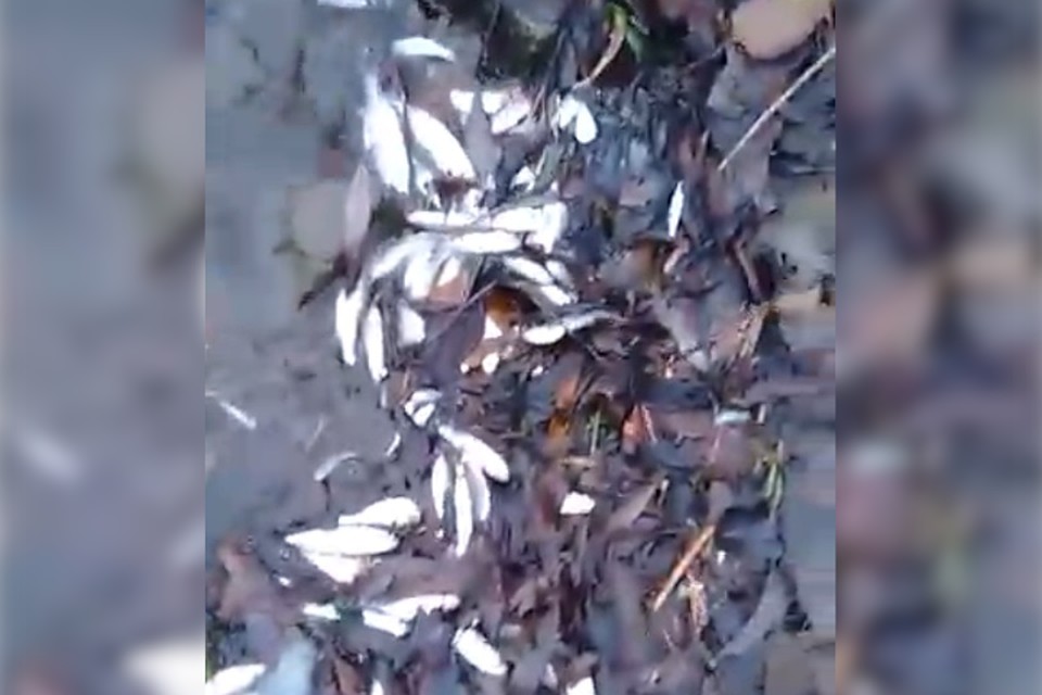 фото: скриншот видео