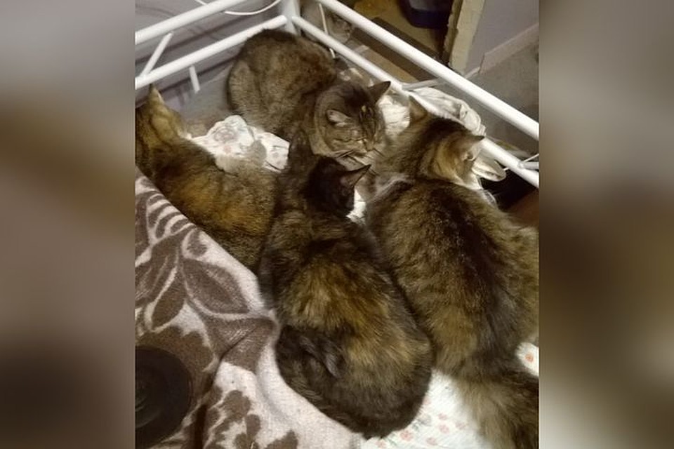 Кошки мерзнут без отопления. Фото:«Кошки и коты Северо-Чемской, Новосибирск».