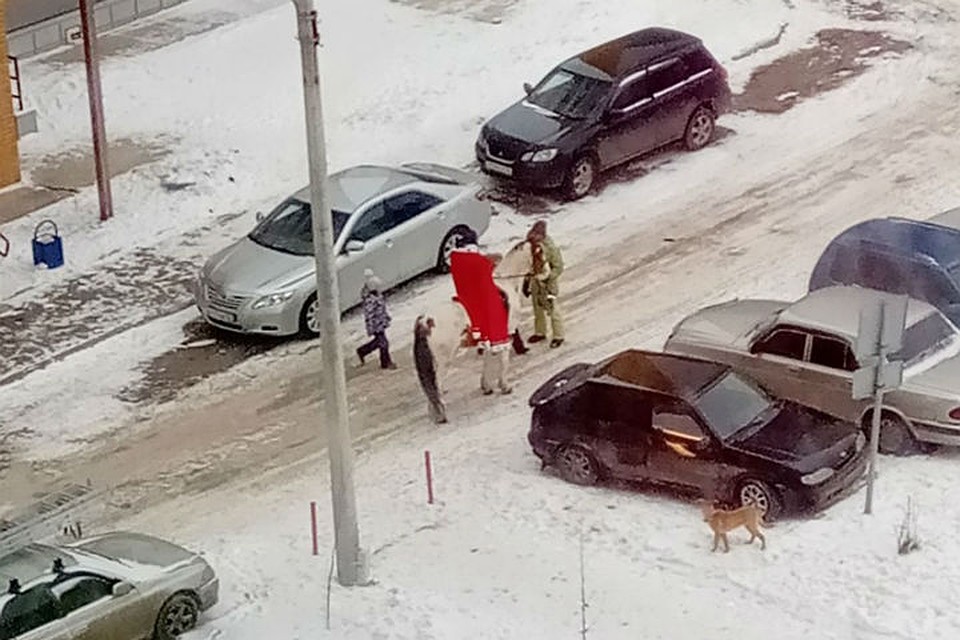 За принцем наблюдали и снимали на фото и видео Фото: Наш мкр. Солнечный. Красноярск