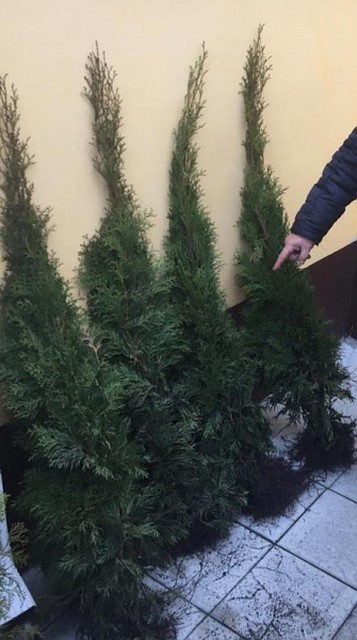 Фото: предоставлено пресс-службой ГУ МВД России по Воронежской области.