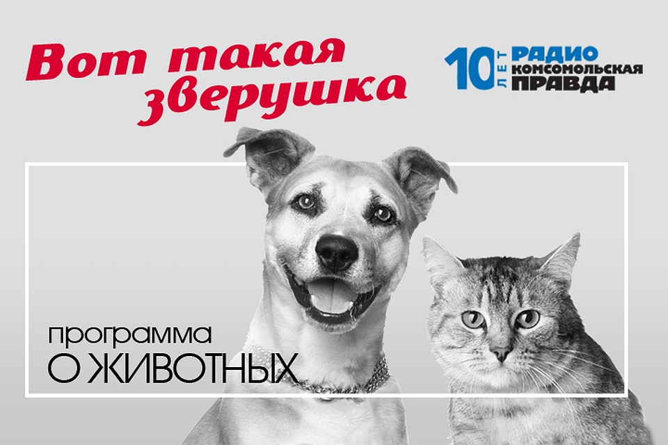 Часто лает, трусит, сходит с ума. В чём причины странного поведения собаки.