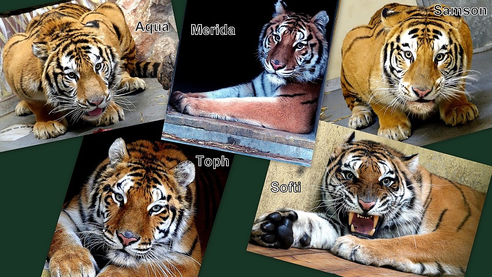 Эта бравая пятерка уехала из Польши в Испанию. Фото: Zoo Poznań Official Site