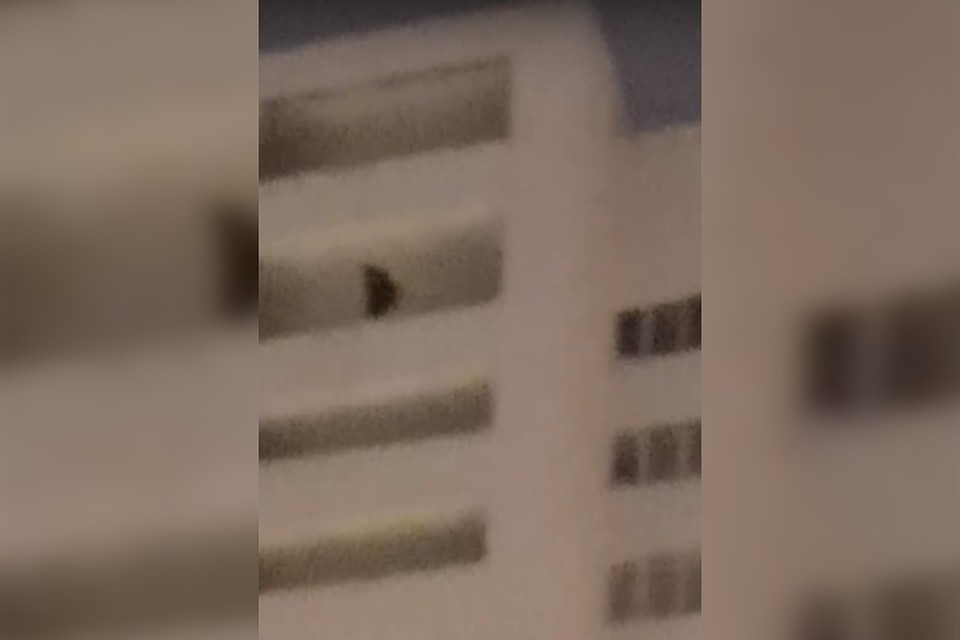 фото: скриншот видео