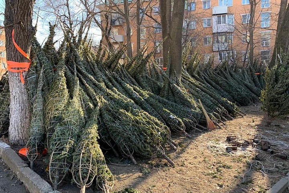 Предприниматели уже торгуют новогодними елками.