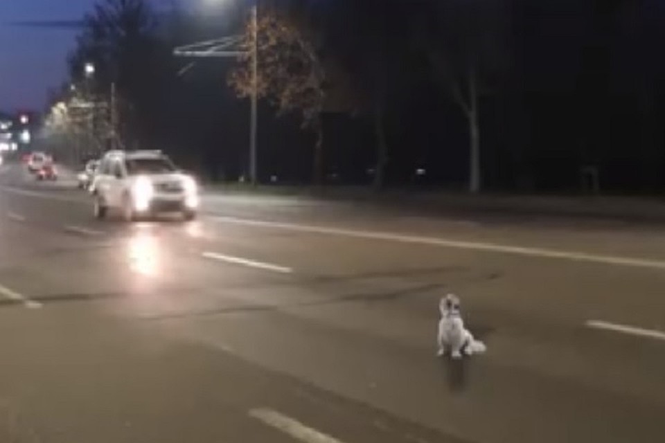 Очень противоречивое видео было опубликовано на днях в сети. Фото: скриншот из видео