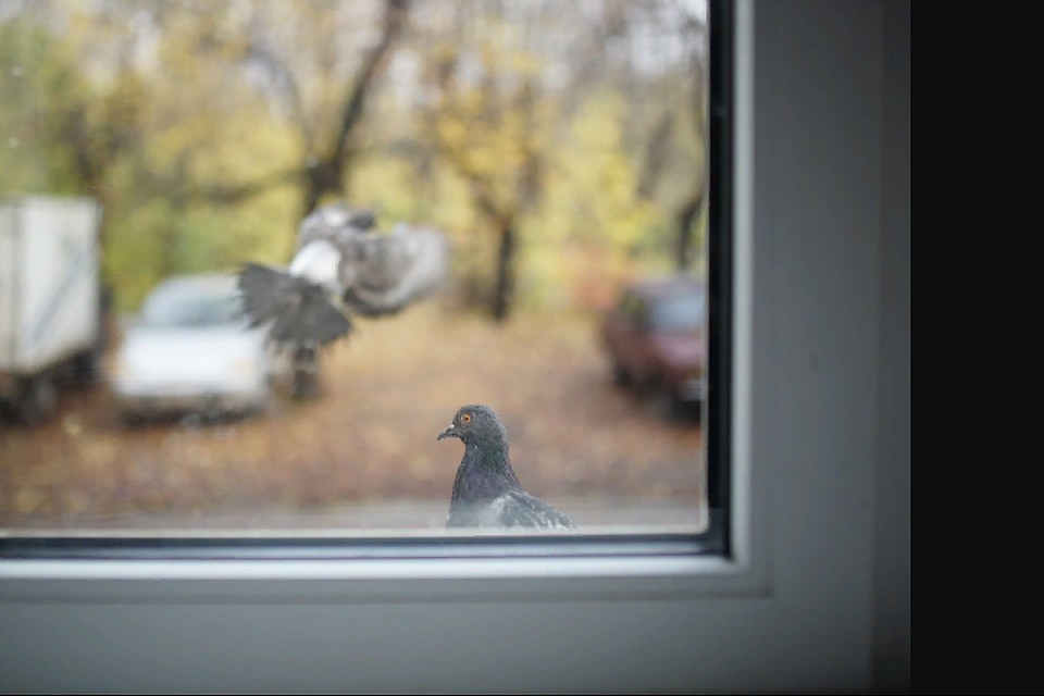 Компания, которая занимается установкой окон, не выполняет условия договора.
