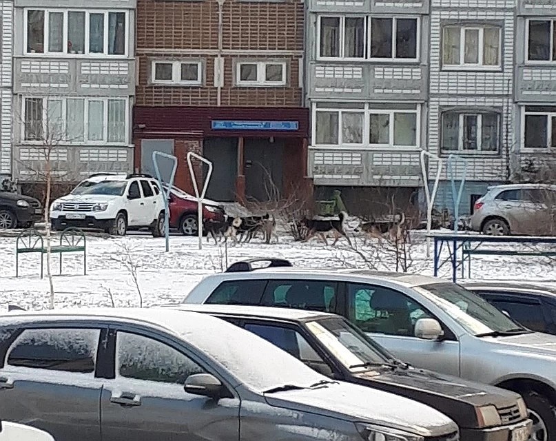 Собаки продолжают пугать тольяттинских детей