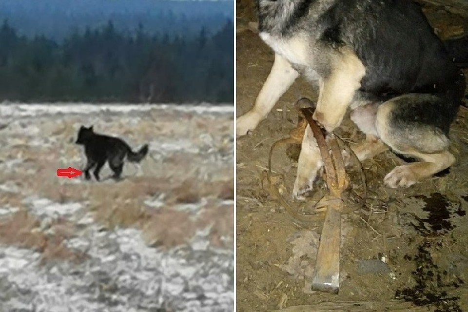 Раненную собаку пока не поймали. Охотничий капкан мог полностью перебить ей лапу. Фото: vk.com/spb_today_unpublished
