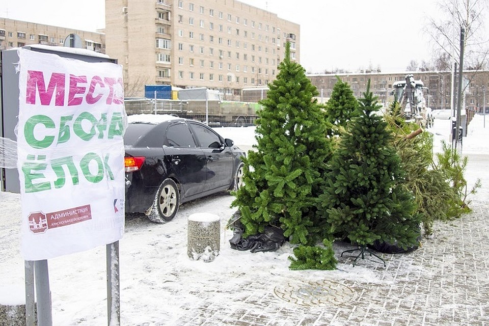 В Петербурге открылись пункты сбора елок / Фото: ВК «Ёлки, палки и щепа», сбор и переработка хвойных