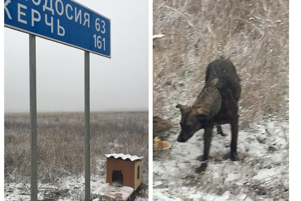Собака, как привязанная сидит у дороги и ждет своего хозяина. Фото: Светлана Саблина (Голобородько)/OK