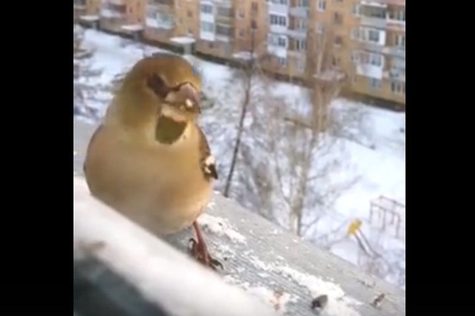 Дубоносы - редкие птицы. Фото: стоп-кадр с видео.