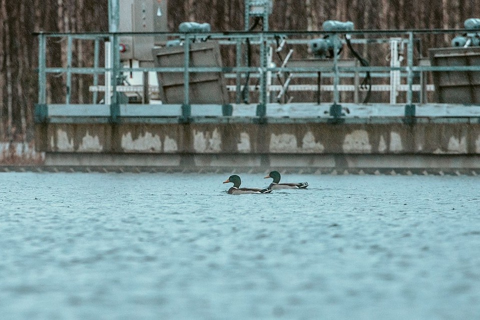 Стая диких уток осталась зимовать в Петербурге / Фото: ГУП «Водоканал Санкт-Петербурга»